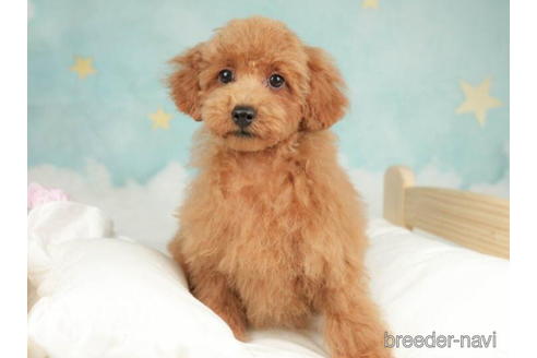 成約済の千葉県のトイプードル-210413の4枚目